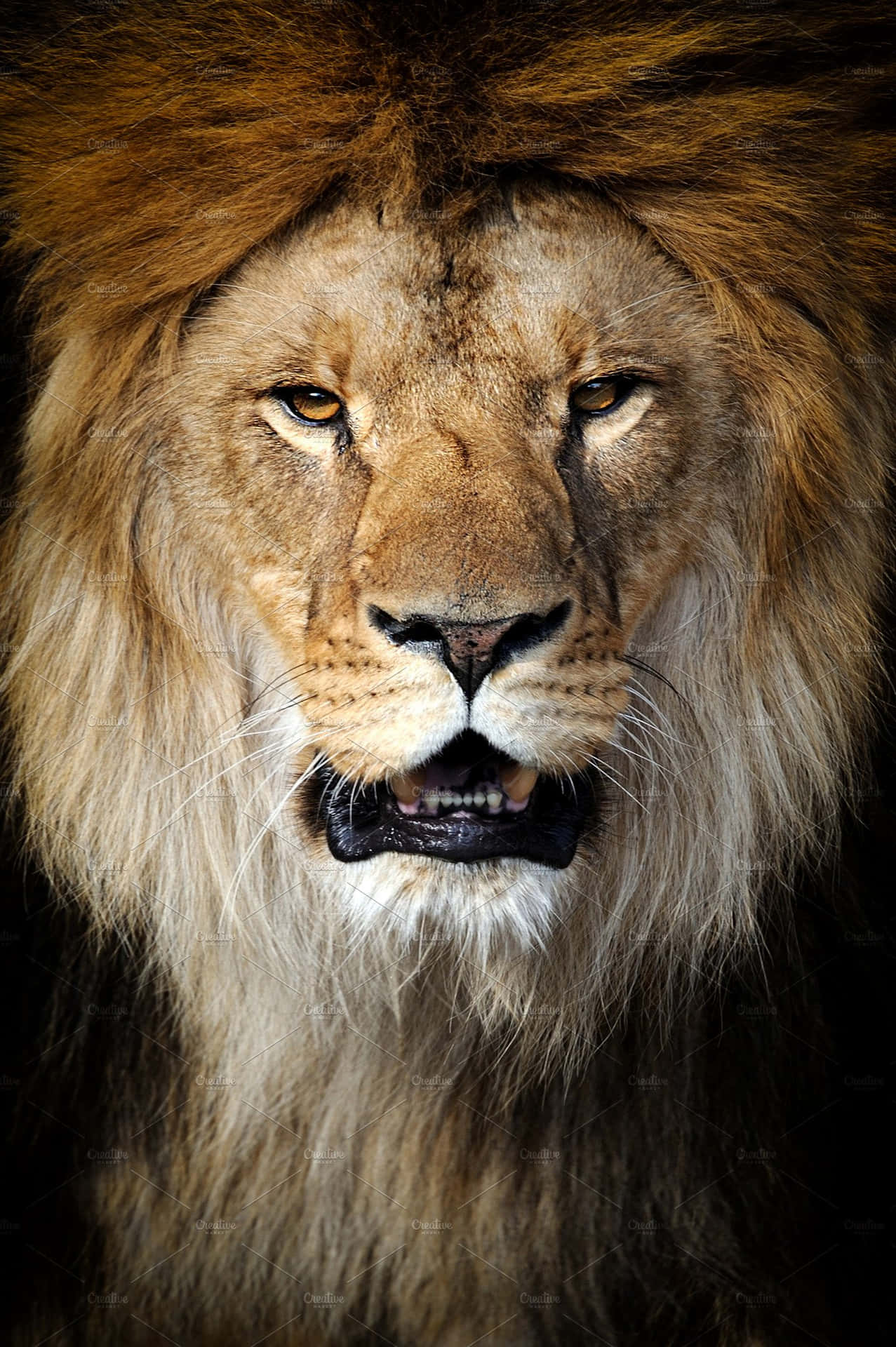 The Majestic Lion Face