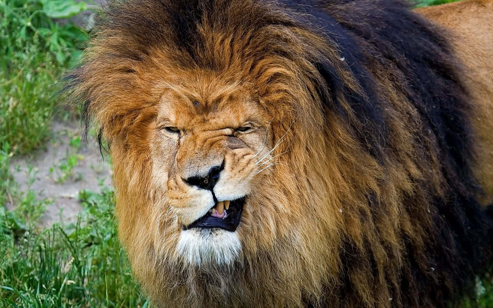 Look into the Majestic Eyes of this Lion