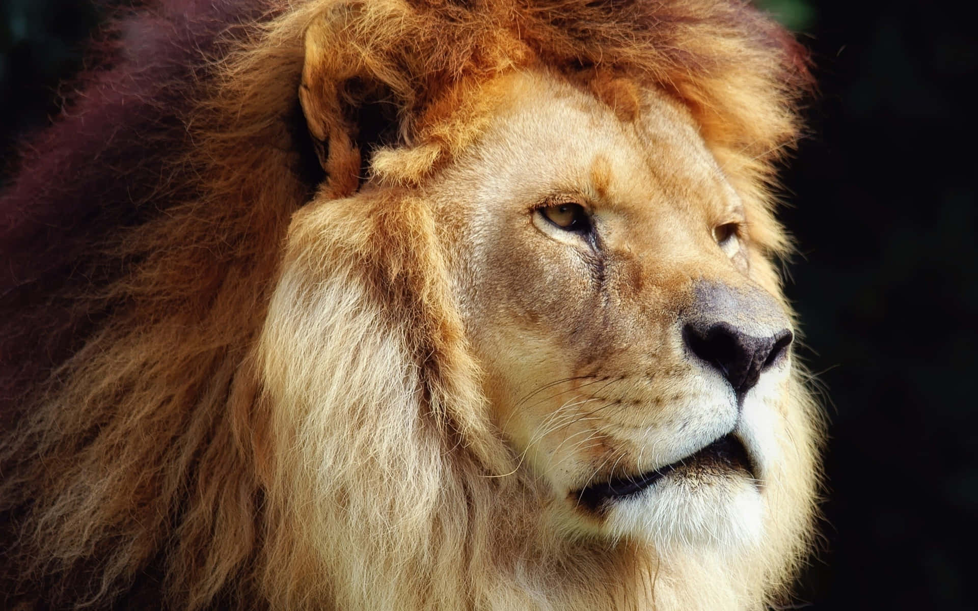 A Close Up Of A Lion Looking At The Camera
