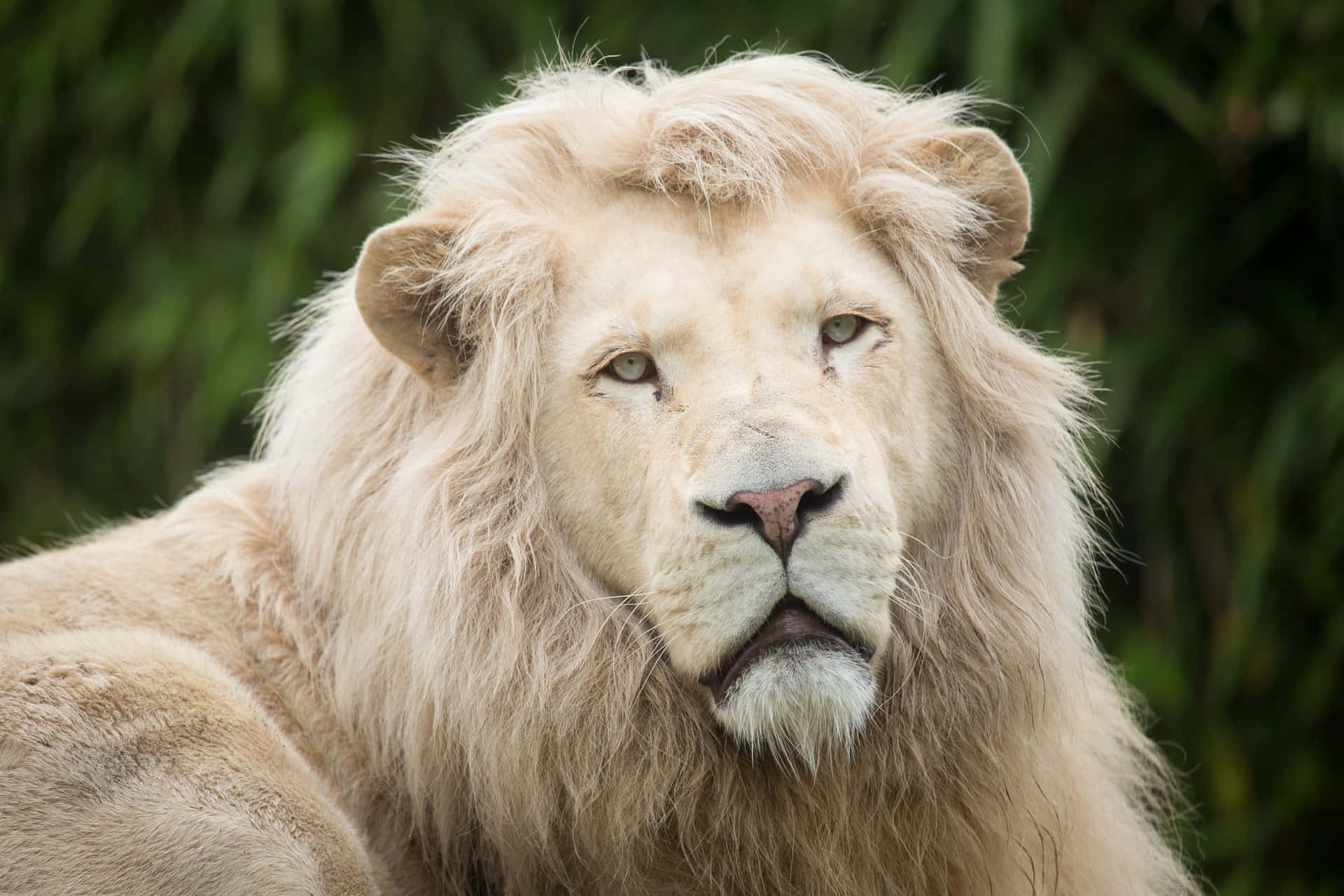 A Majestic Lion Face