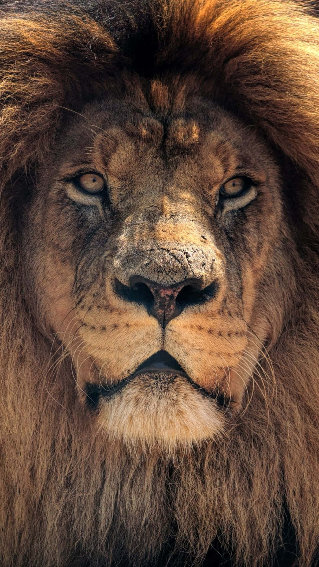 Lion Face Portrait Wallpaper