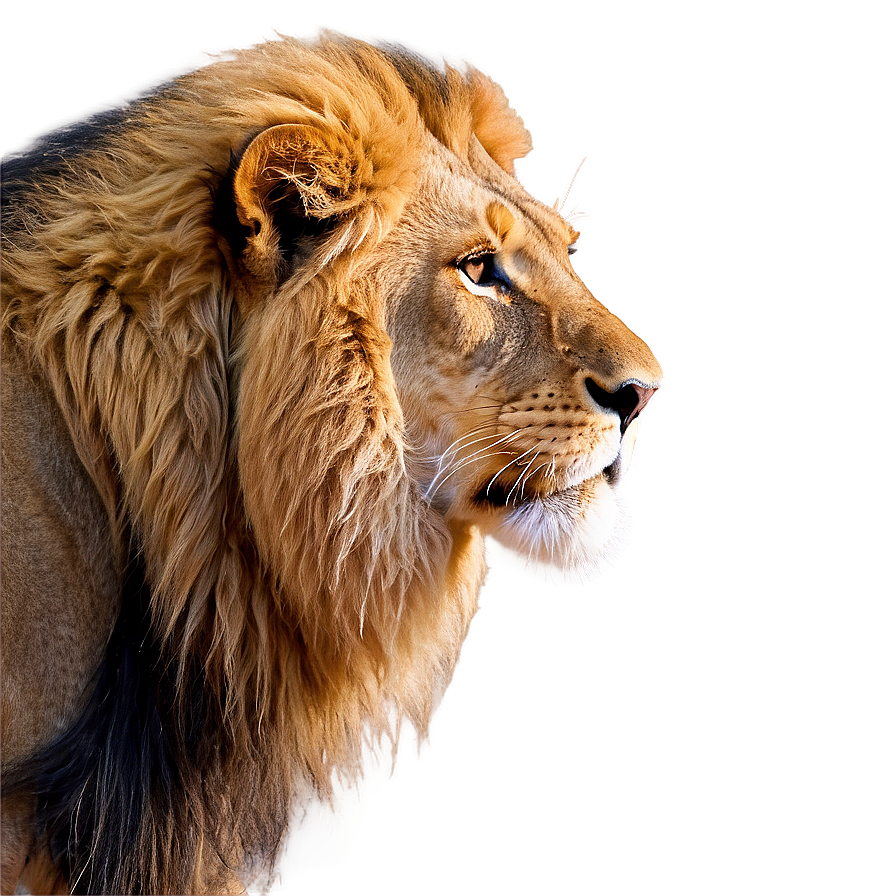 Download Lion Face Side View Png Gvv | Wallpapers.com