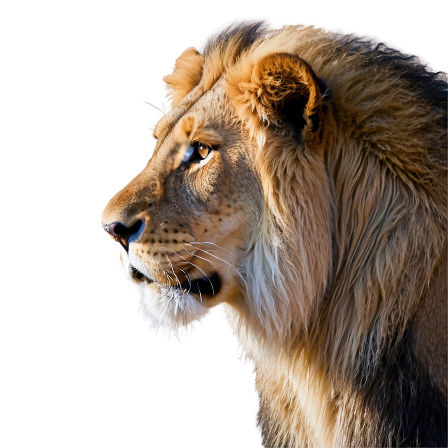 Lion Face Side View Png Jro5 PNG