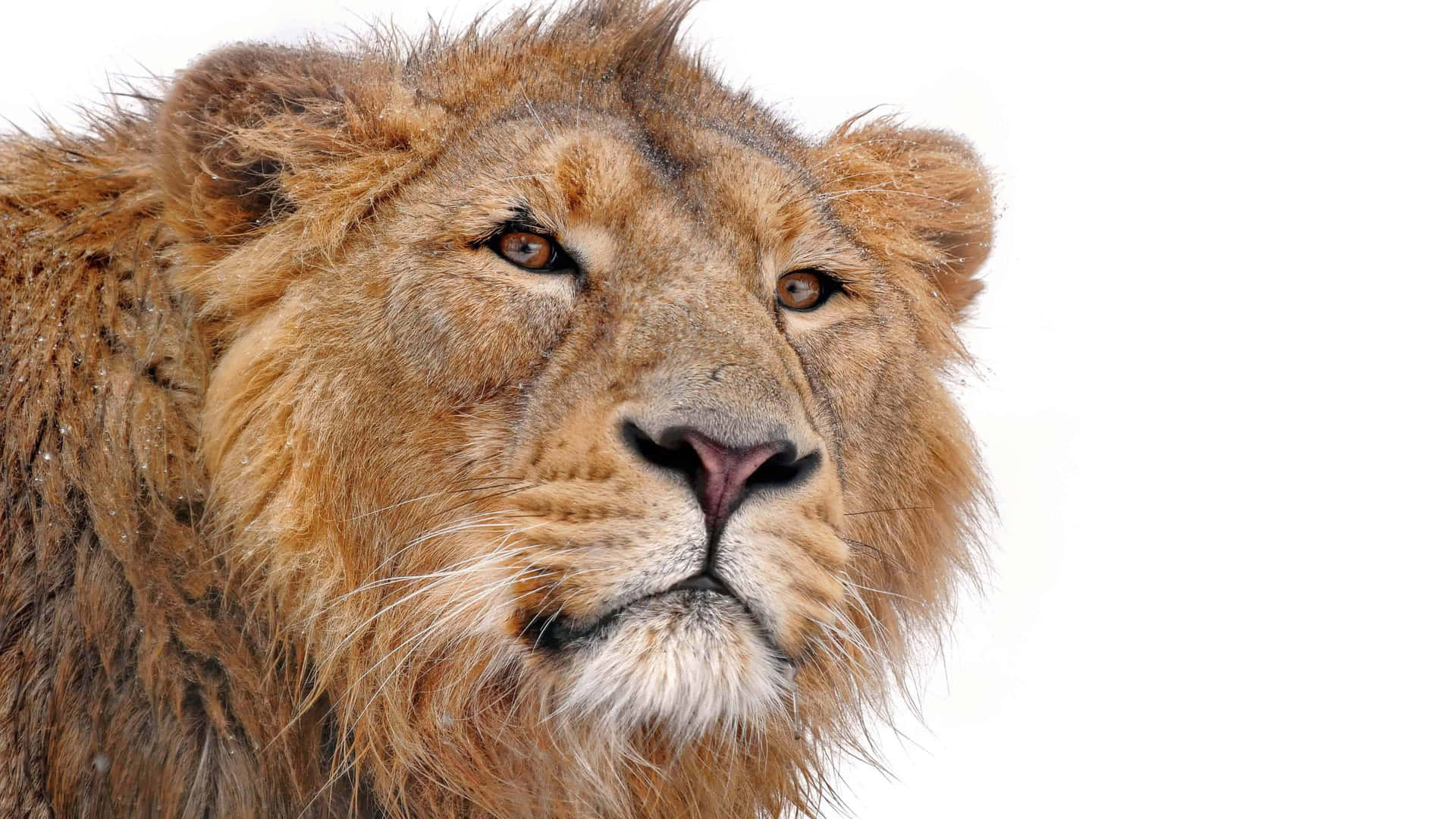 Lion Face Small Ears Wallpaper