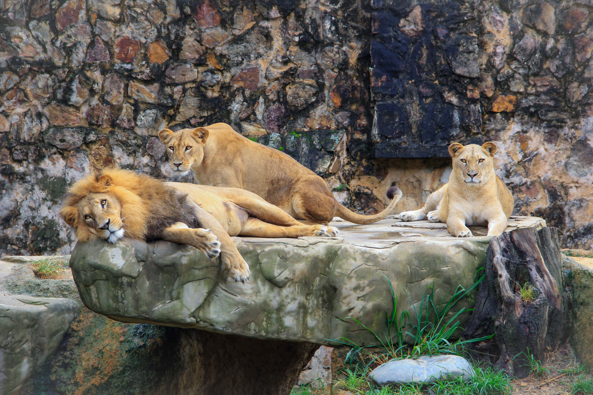 Download Lion Family In A Zoo Wallpaper 