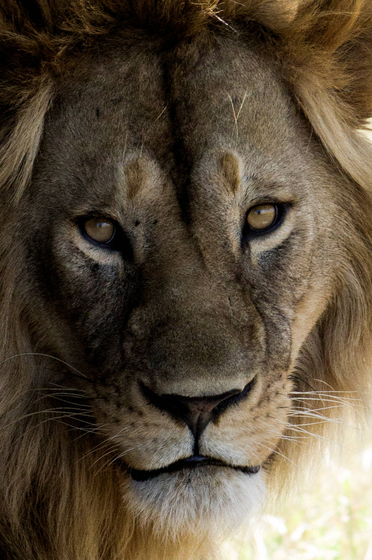 Lion Head Picture