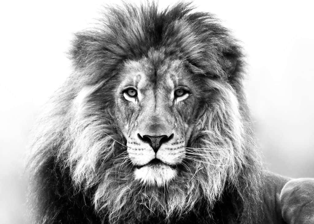 black and white lion face photography