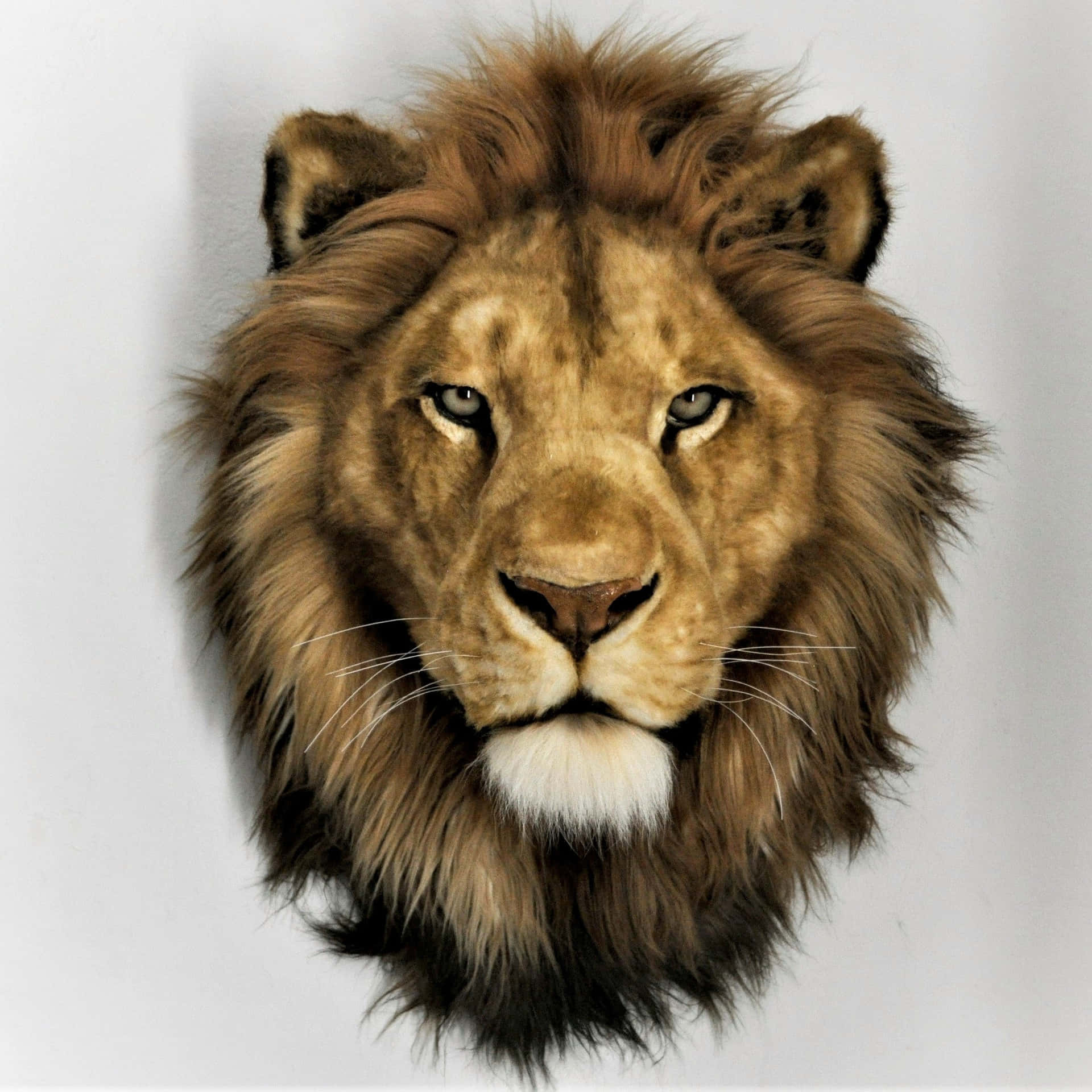 Majestic Lion Head Portrait