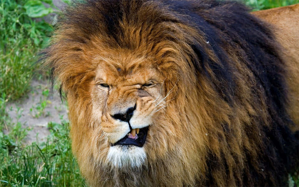 A majestic lion's head gracefully presented in profile