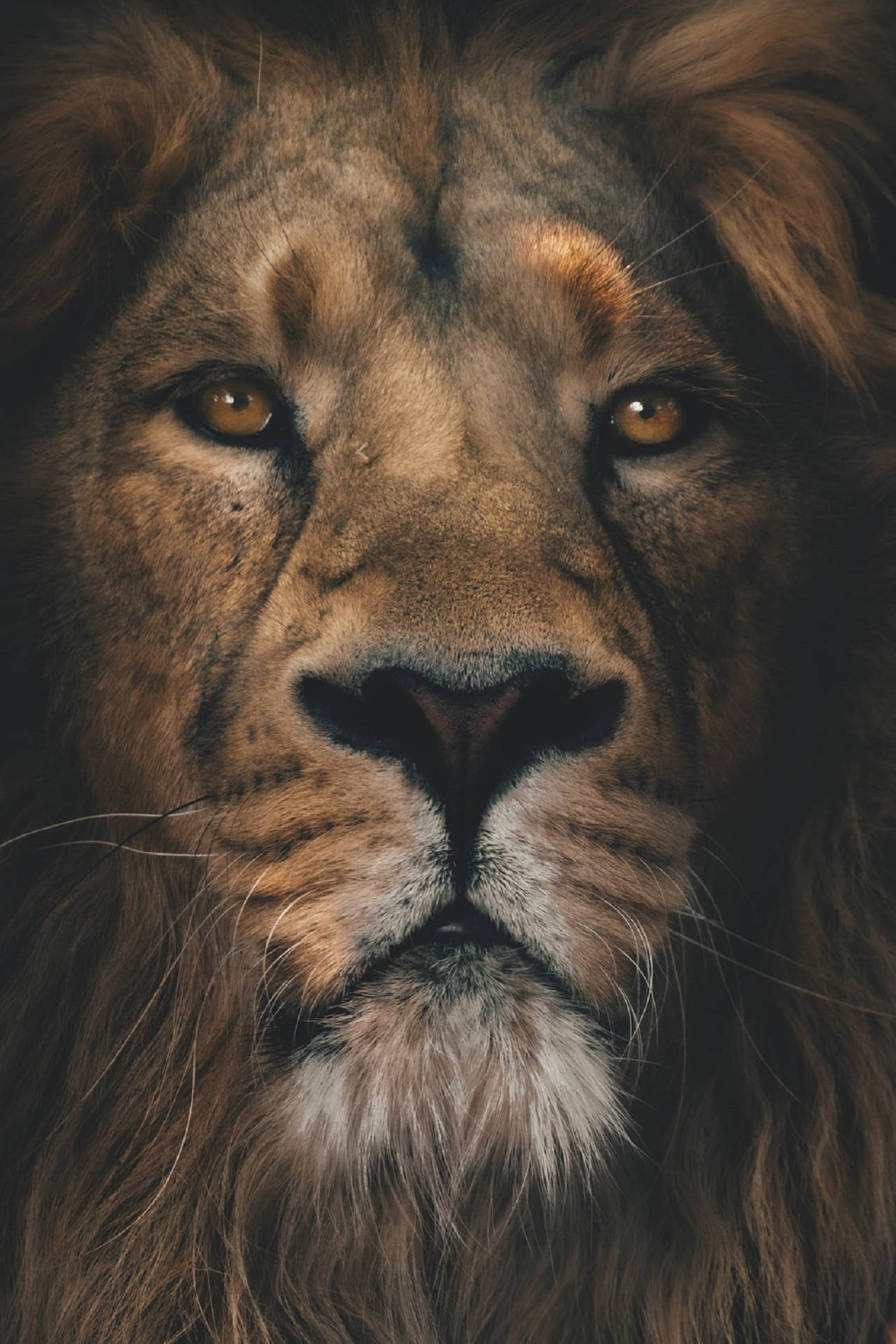 Lion Head Portræt Wallpaper