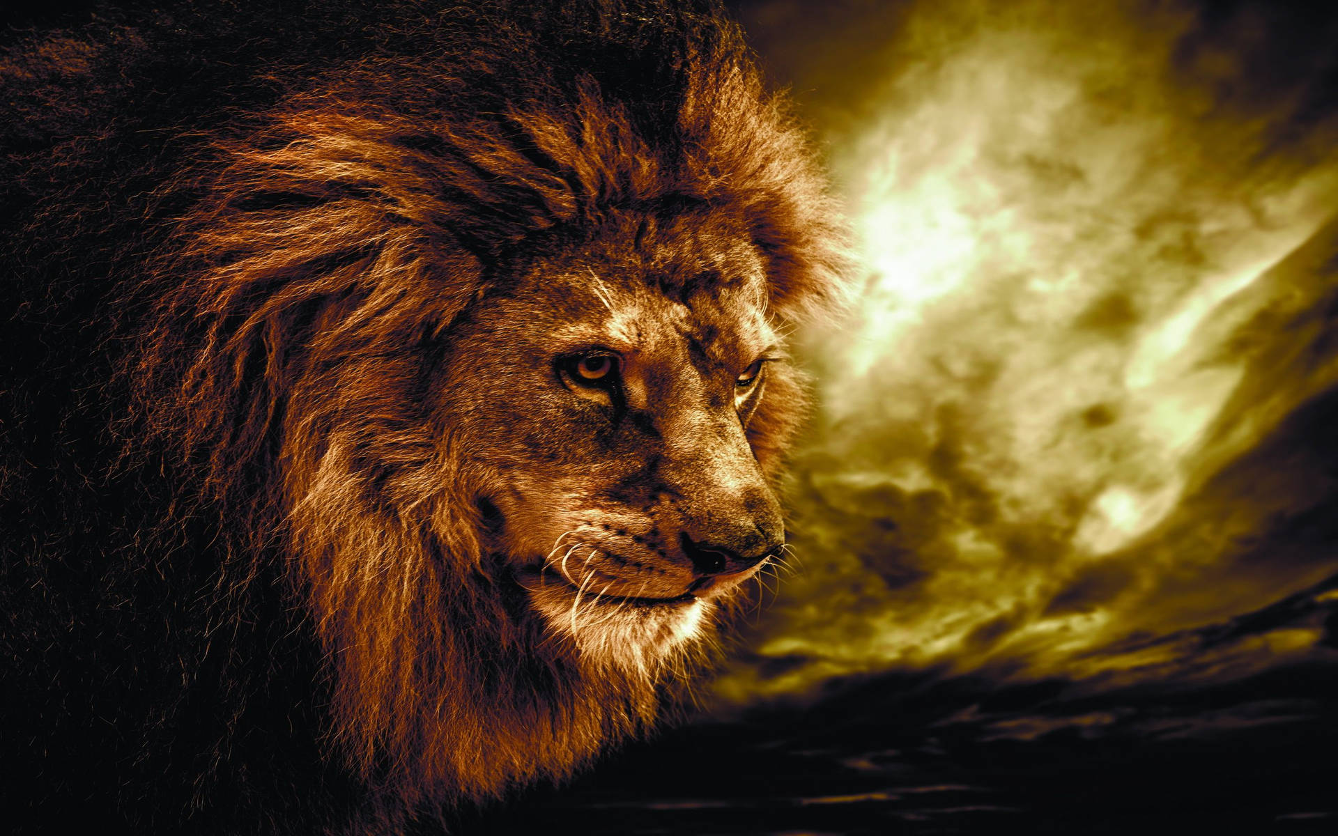 Lion Headshot Wallpaper