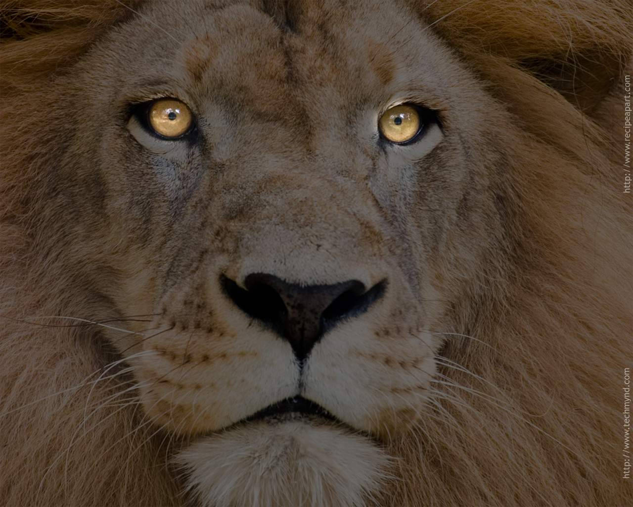 A Stunningly Majestic Lion Wallpaper