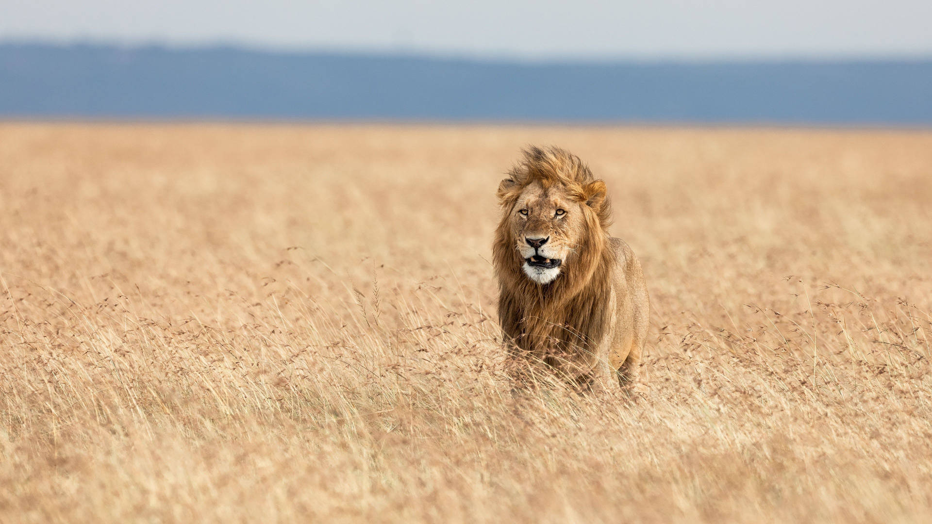 Lion In Africa Focus Shot Wallpaper