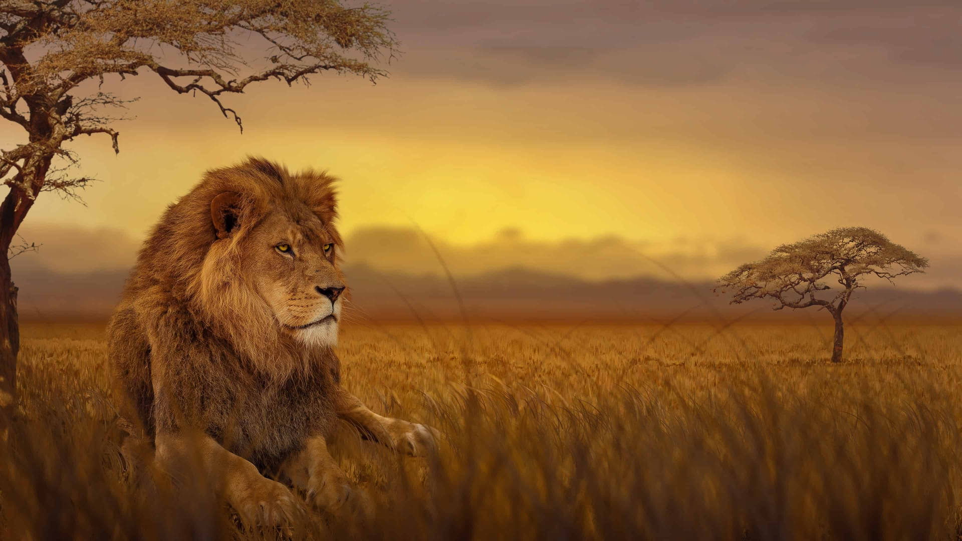 Lion In Grass Field Africa
