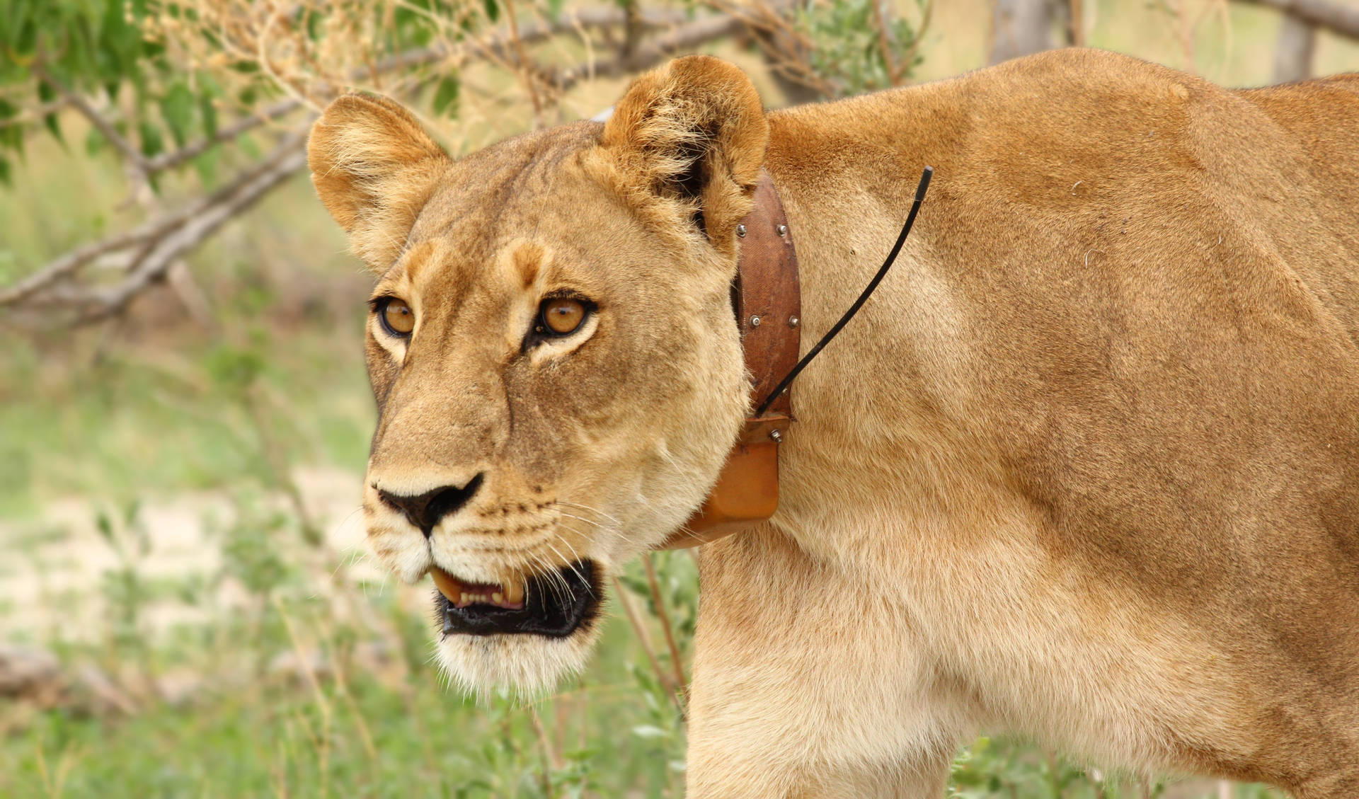 Lion Jungle Collar