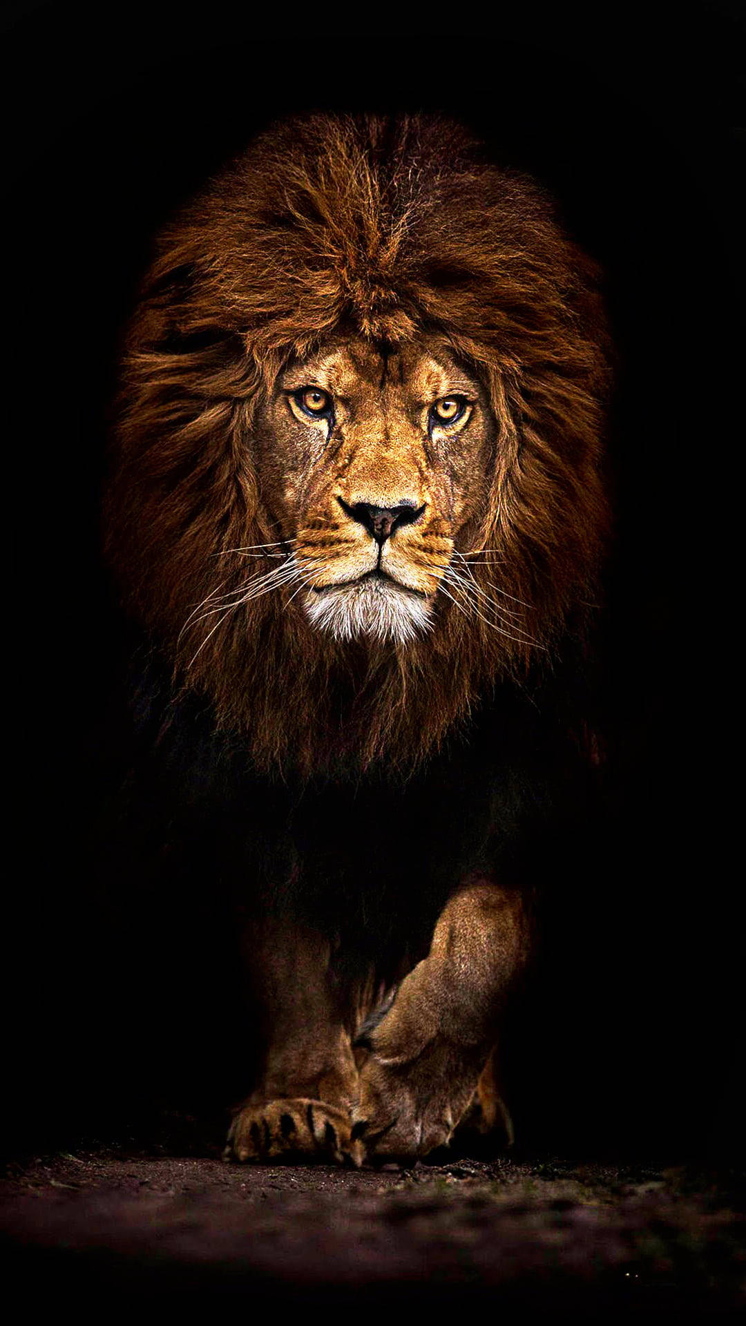 Lion Jungle iPhone Wallpaper