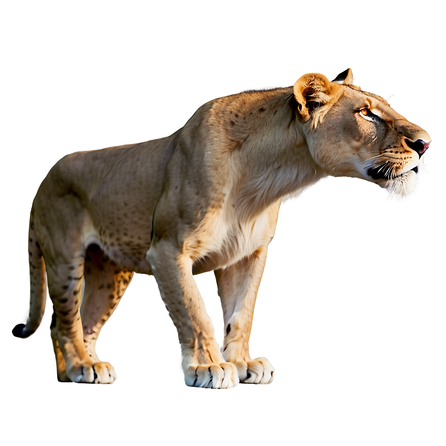 Lion King Of Beasts Png 92 PNG