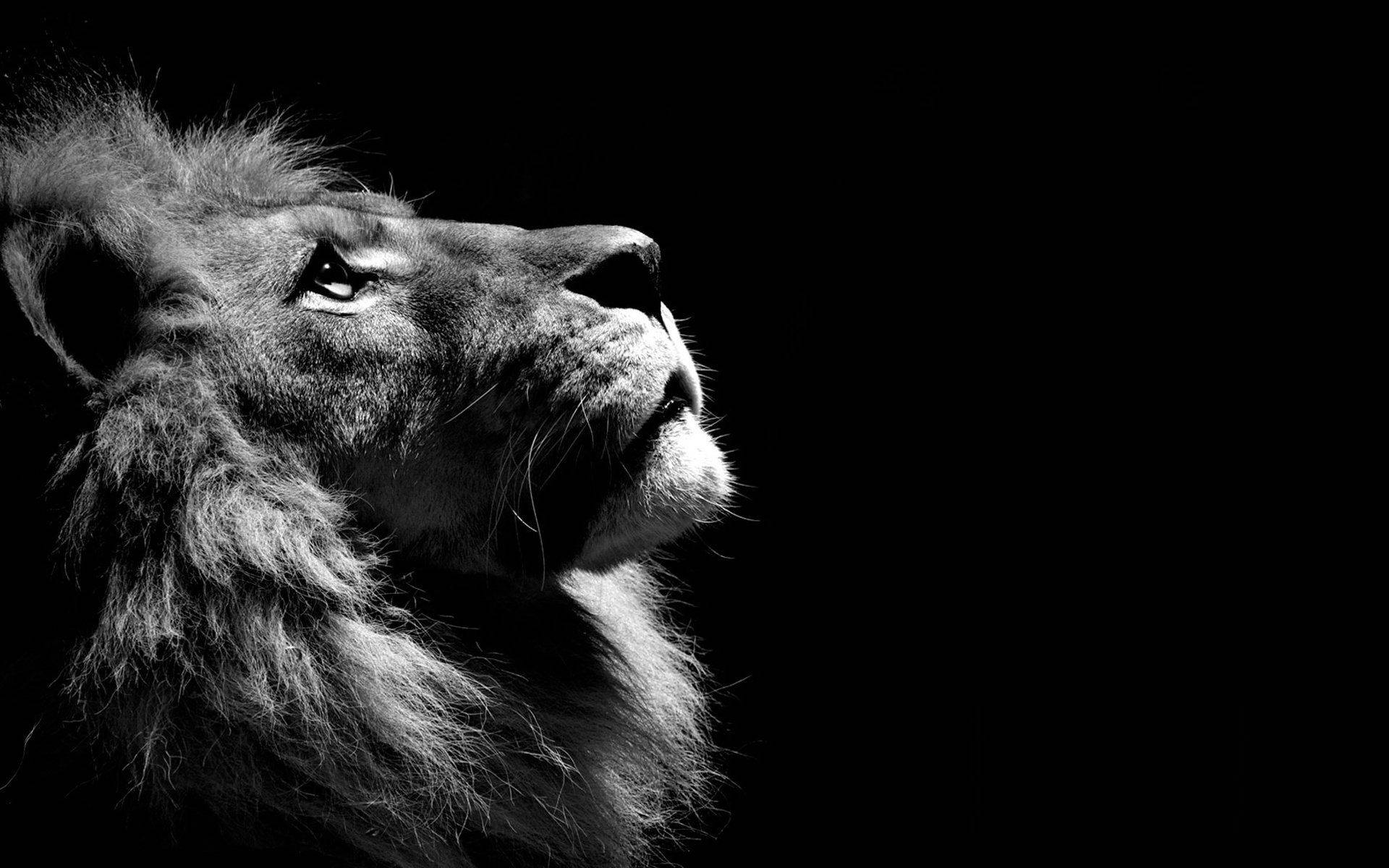 Lion Looking Up Profile In Monochrome Wallpaper