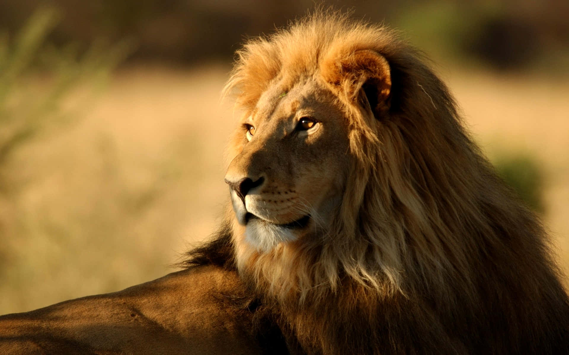 Lion Of Judah Roars Across the Heavens