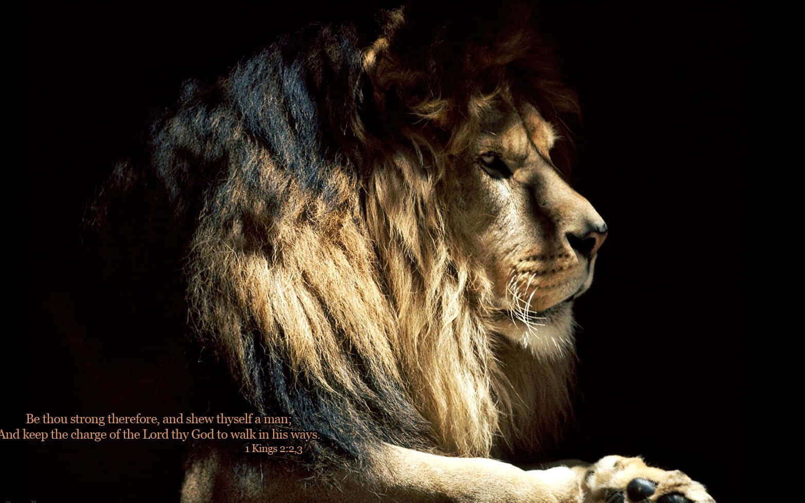 “The Lion of Judah: Symbol of Strength and Courage"