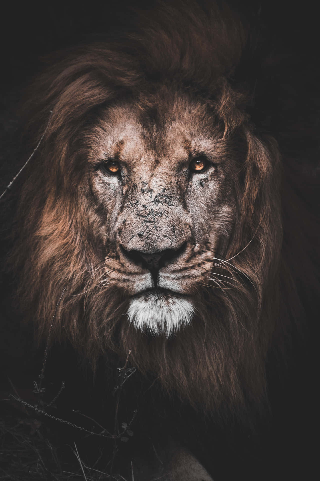 Den store løve af Juda står i herlighed.