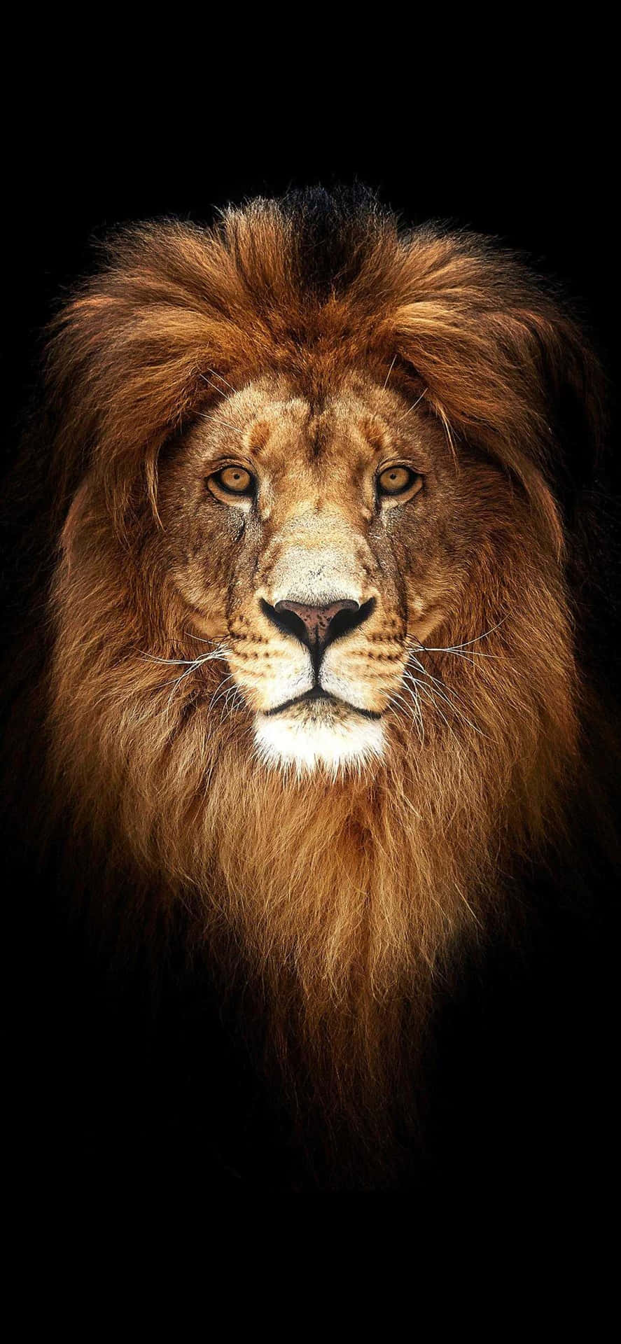 Majestæt af Gud - Løven af Juda