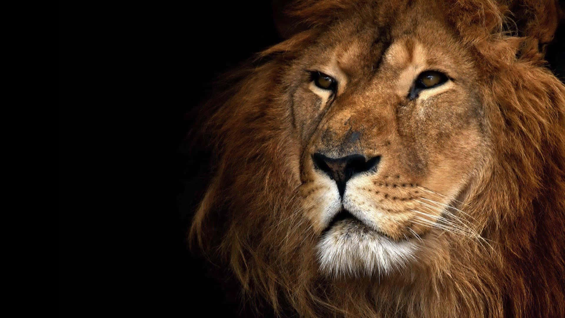 The Lion of Judah Emblem