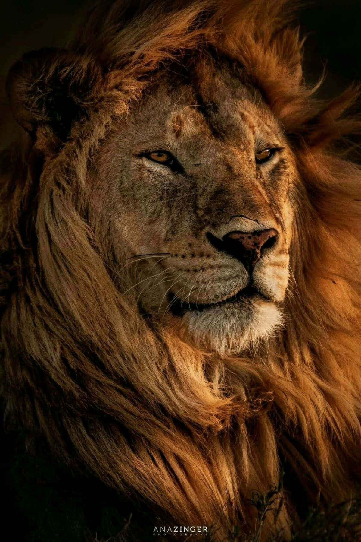 The Majestic Lion of Judah