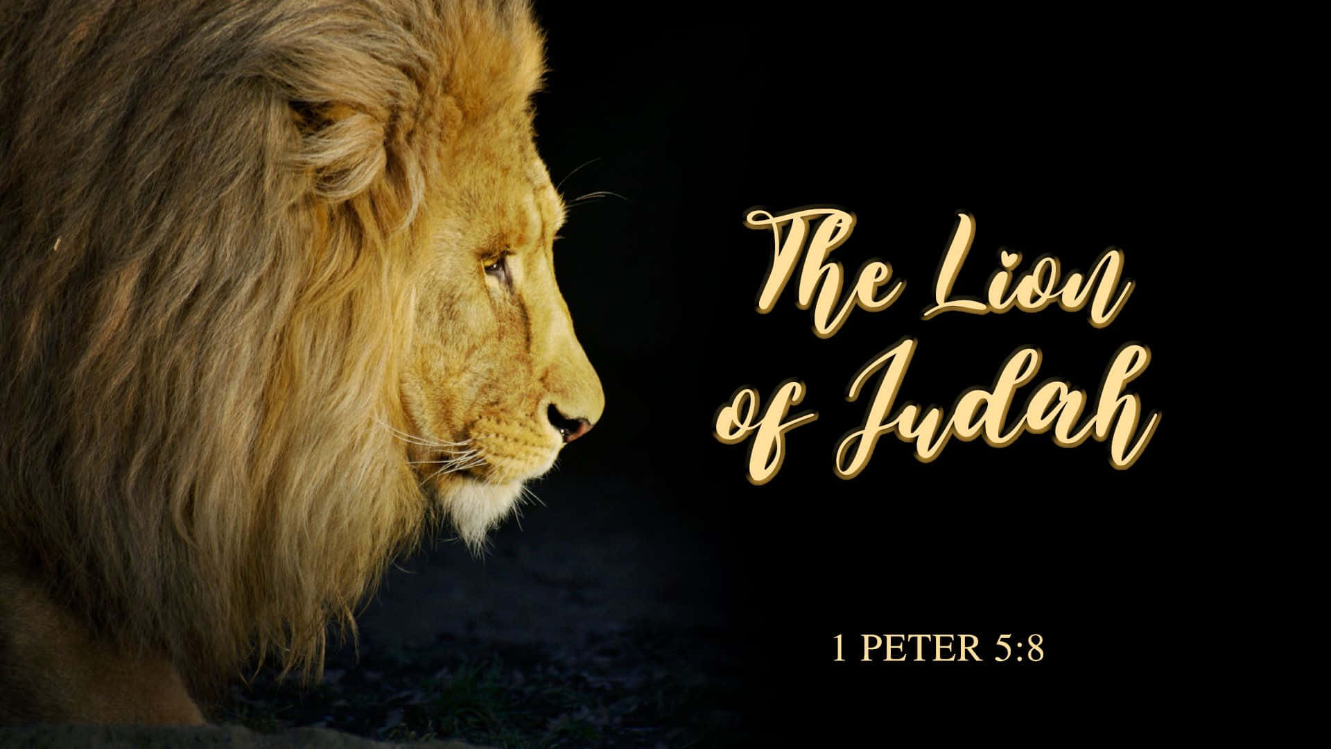 Løven af Judah råber