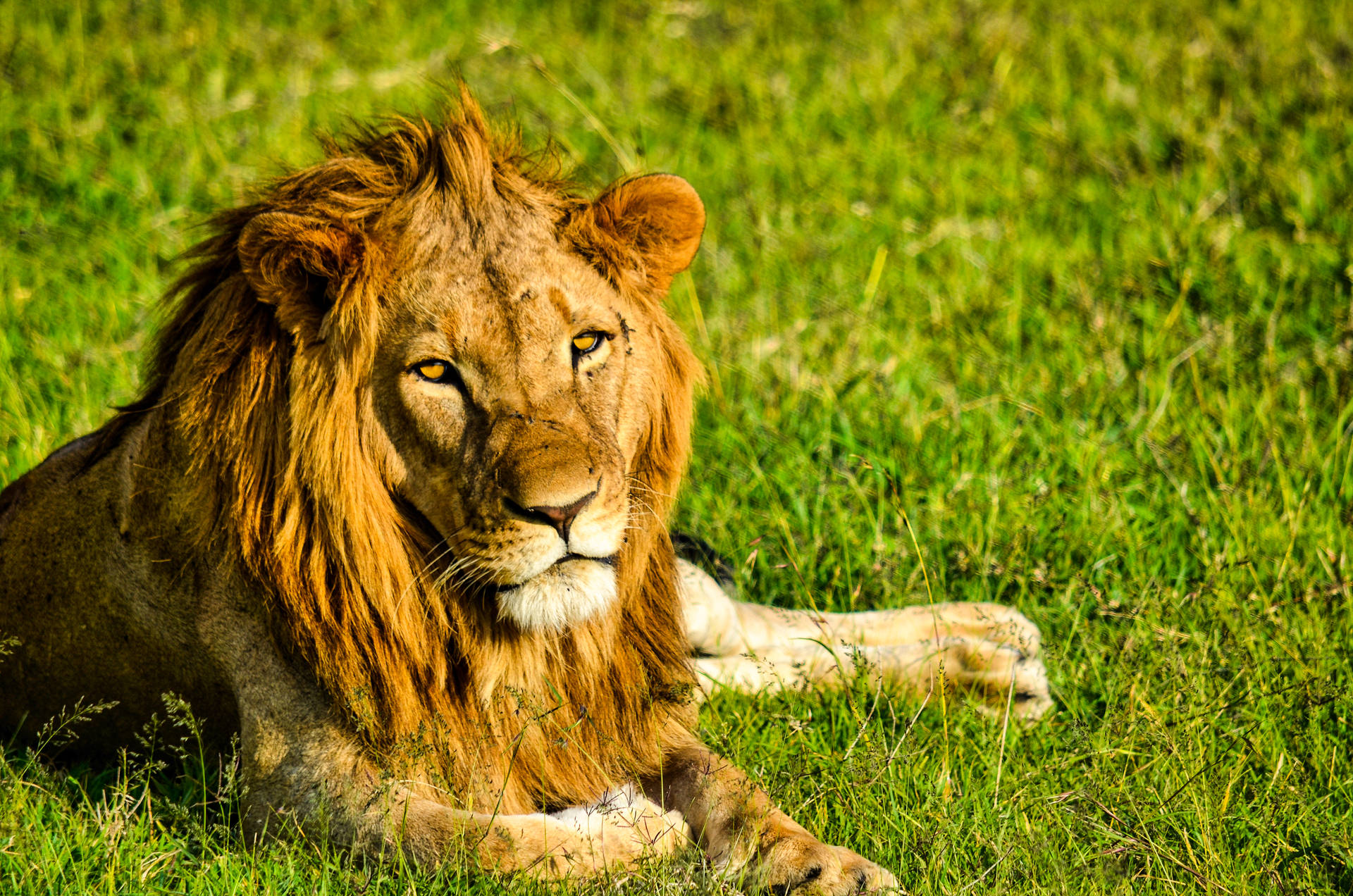 Lion On Grass Awesome Animal Wallpaper