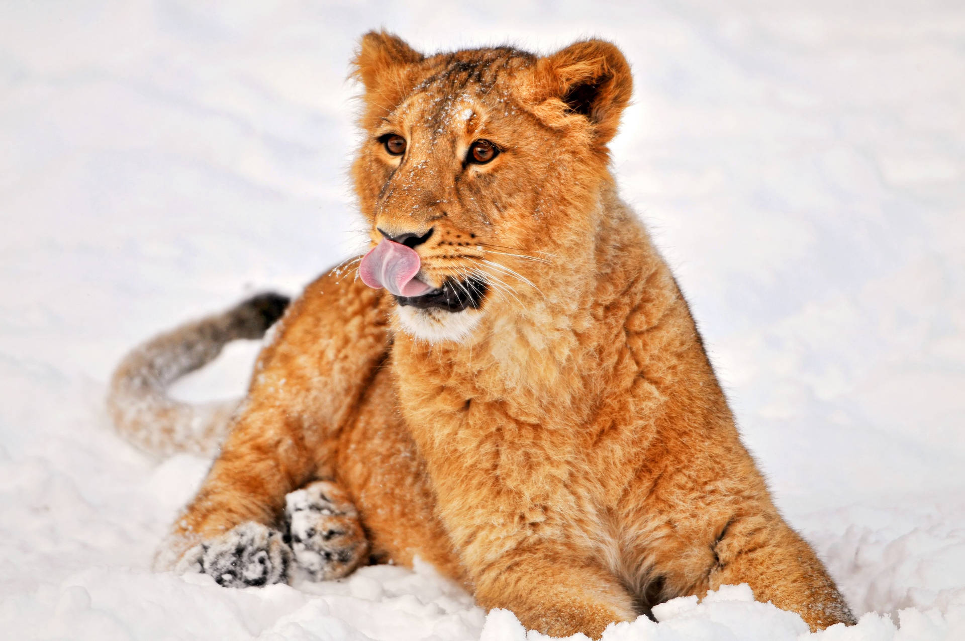 Lion On Snow
