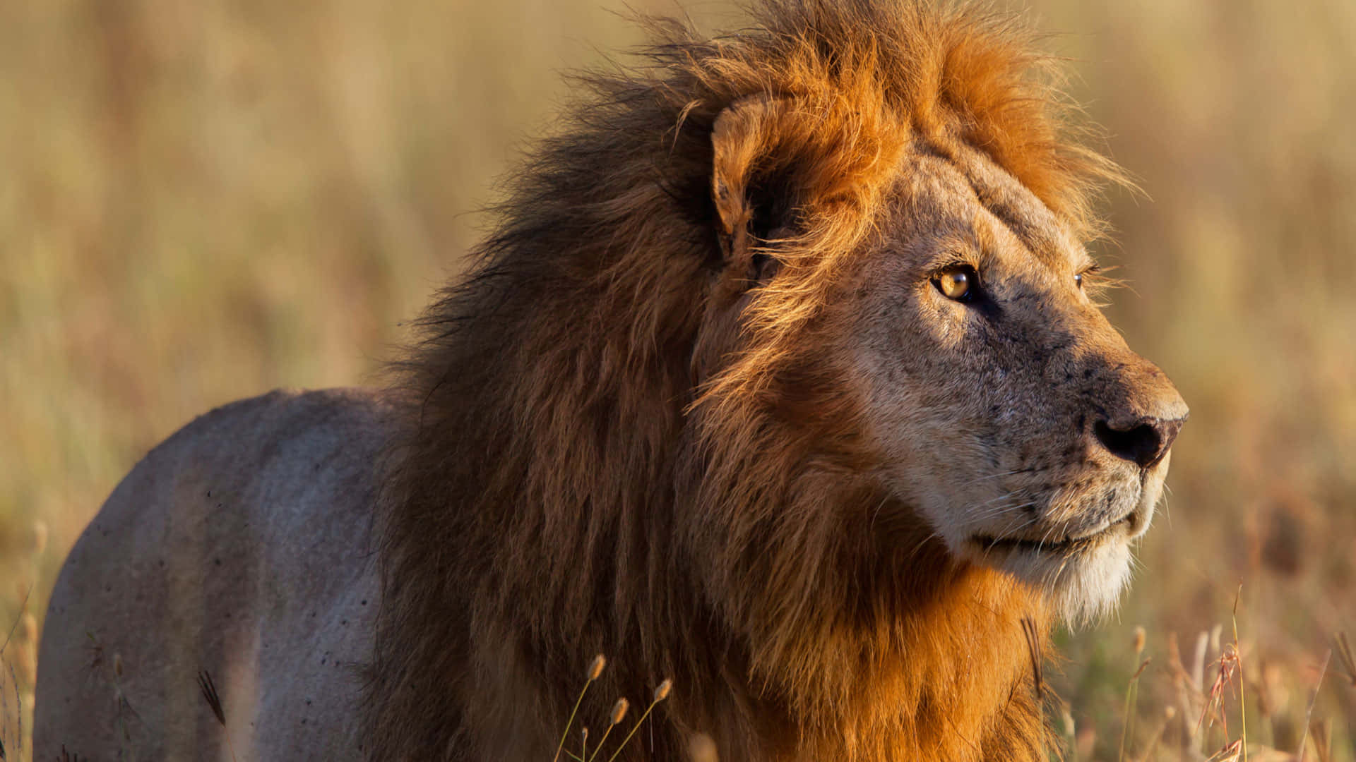 A Majestic Lion Proudly Surveys its Kingdom