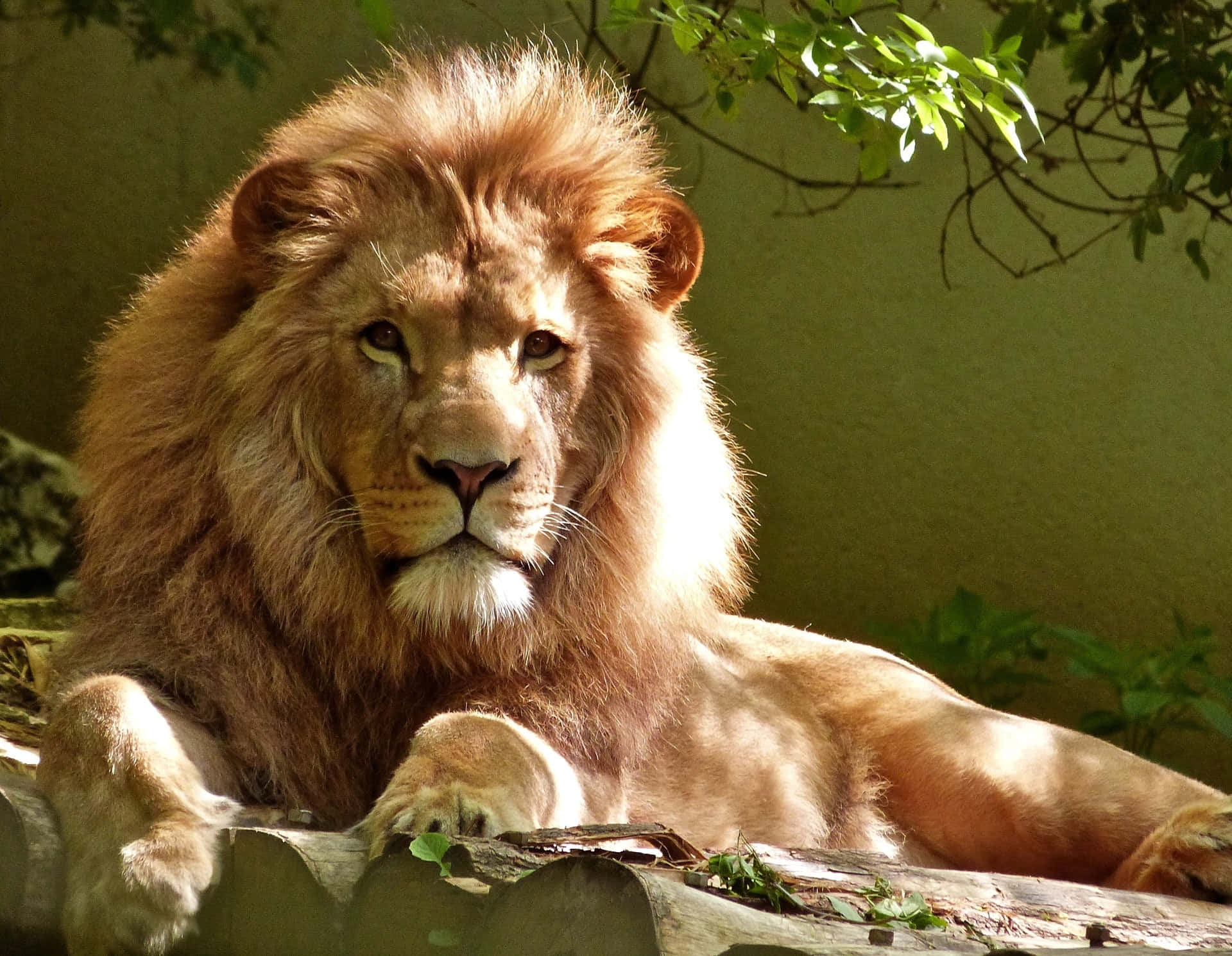Majestic King of the Jungle