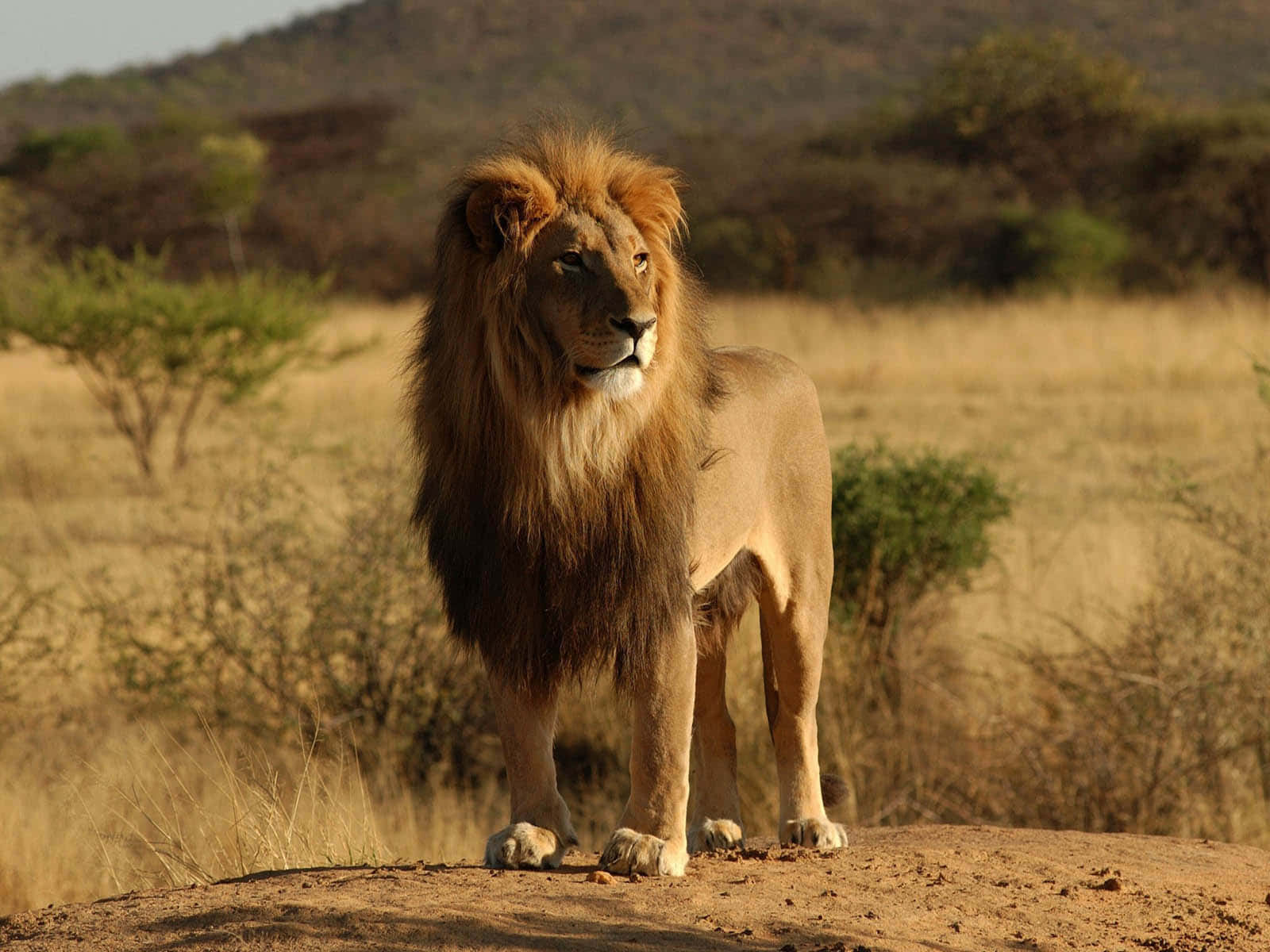 Einmajestätisches Brüllen: Das Leben Des Königs, Des Löwen