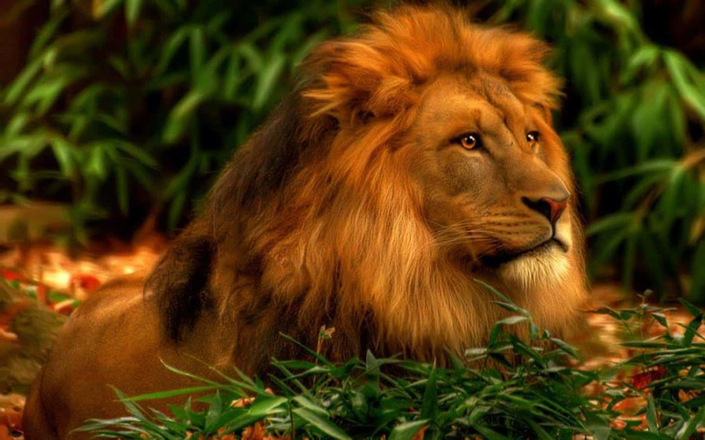 Majestic Lion Roaring in His Natural Habitat