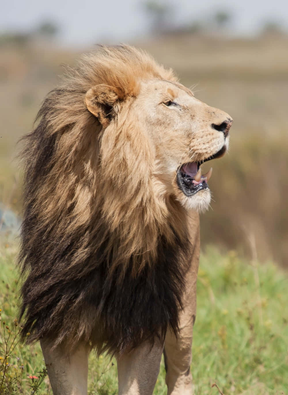 Image  A majestic lion ready to roar
