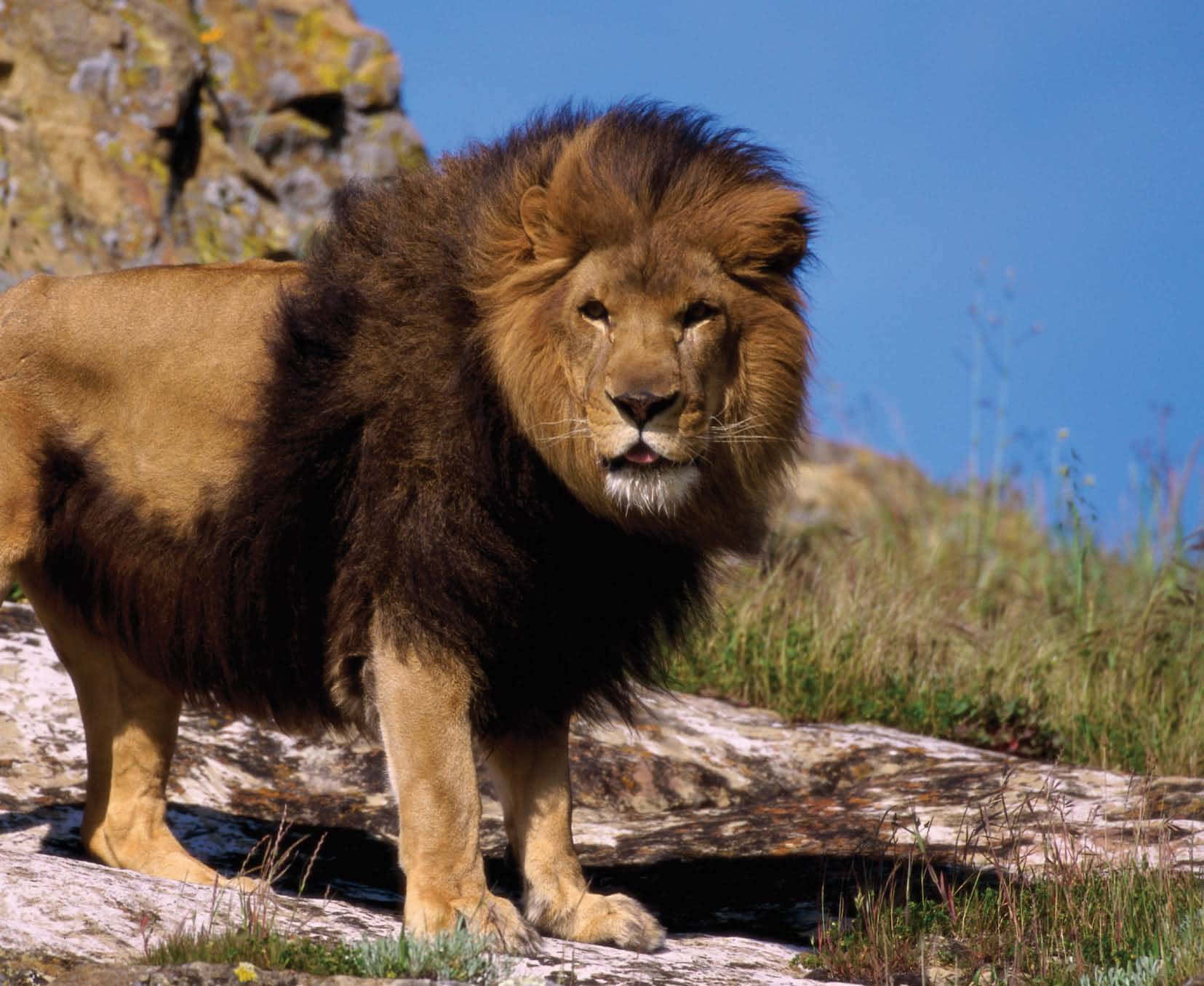 Kongenaf Savannen - En Majestætisk Løve Overvåger Sit Territorium.