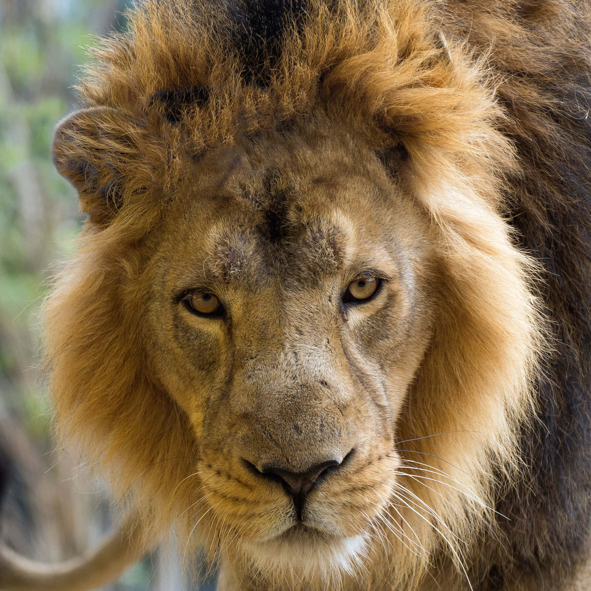 An adult male African lion stares directly in front of his proud face.