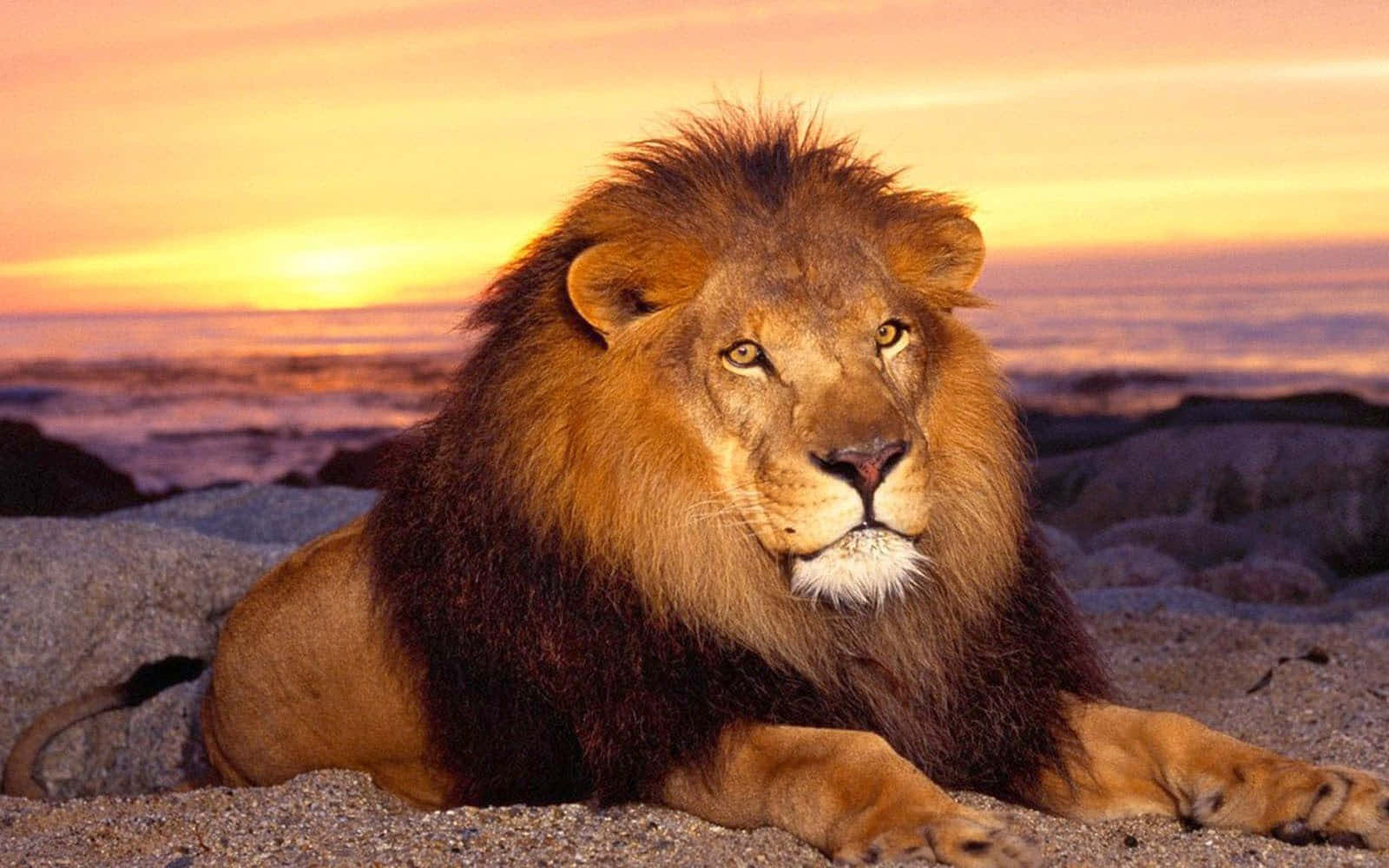 Fearless king of the African jungle, the majestic Lion