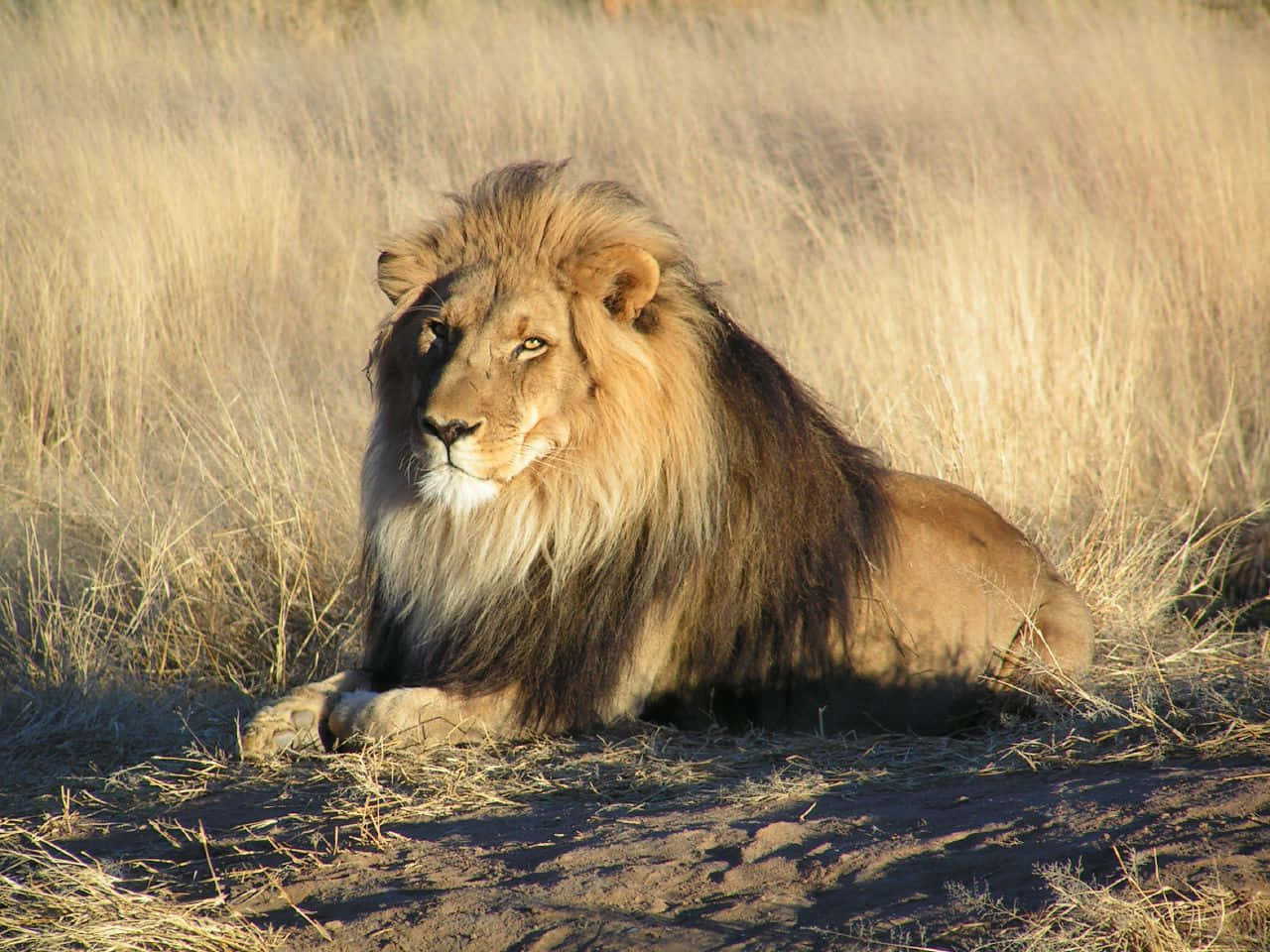 A Majestic Lion Stalking Through The Savannah