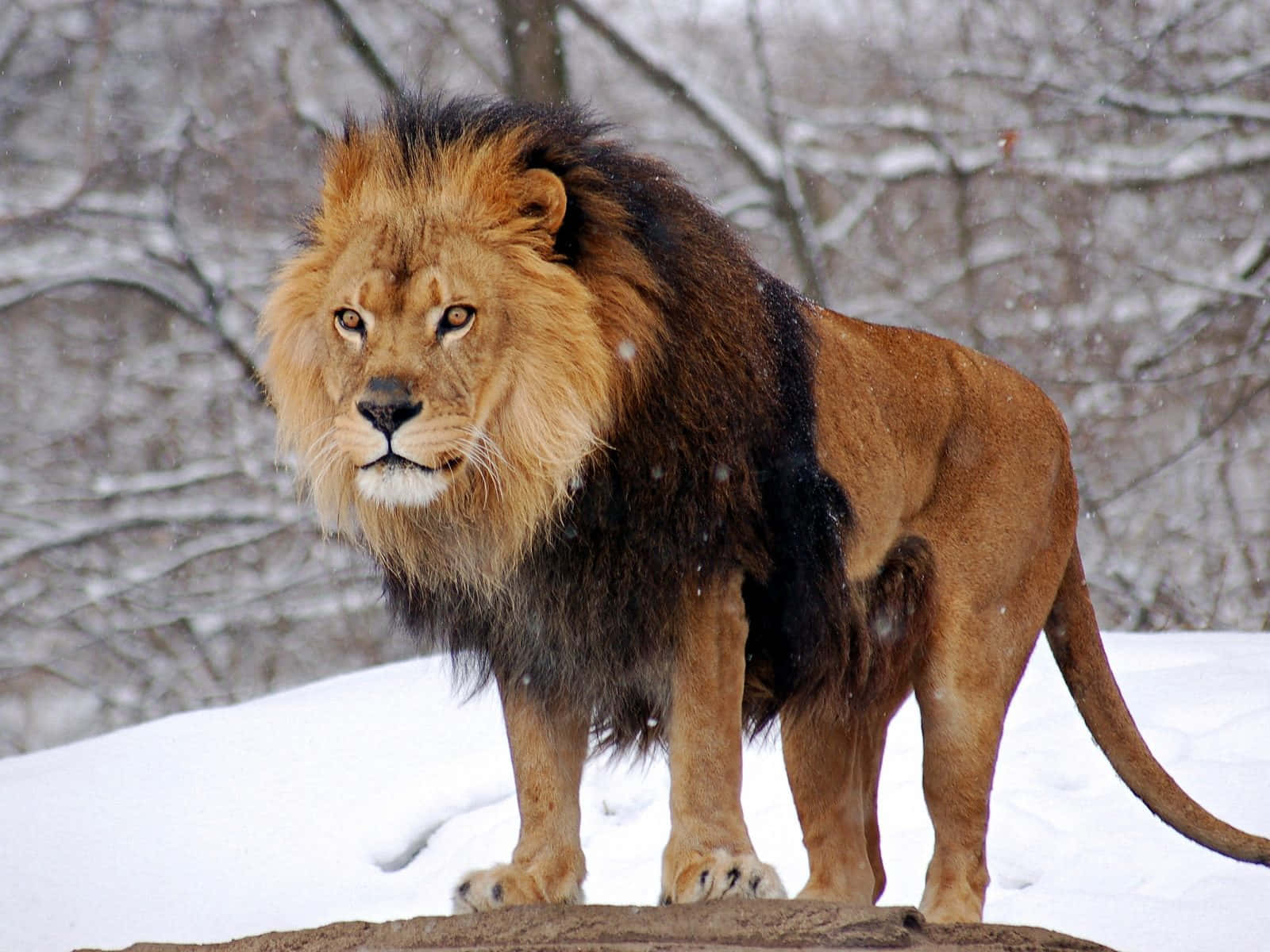 Staring a brave lion