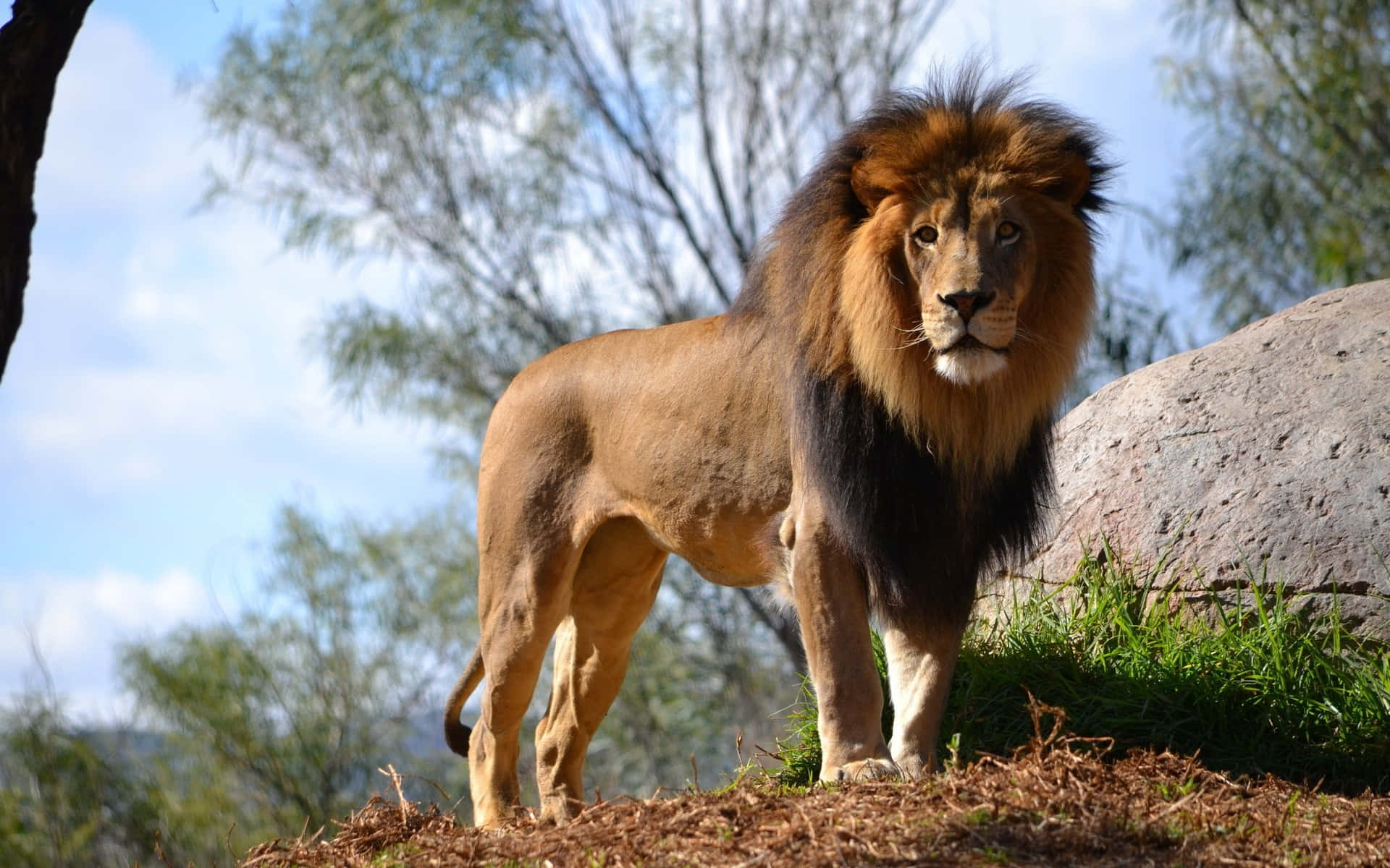 The King of the Jungle