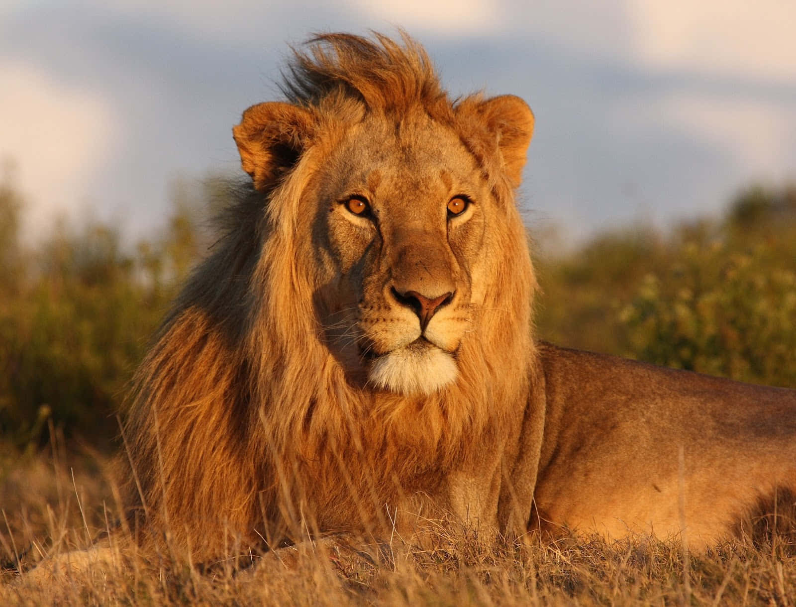 Enmajestætisk Løve, Der Vandrer Gennem Den Afrikanske Savanne.