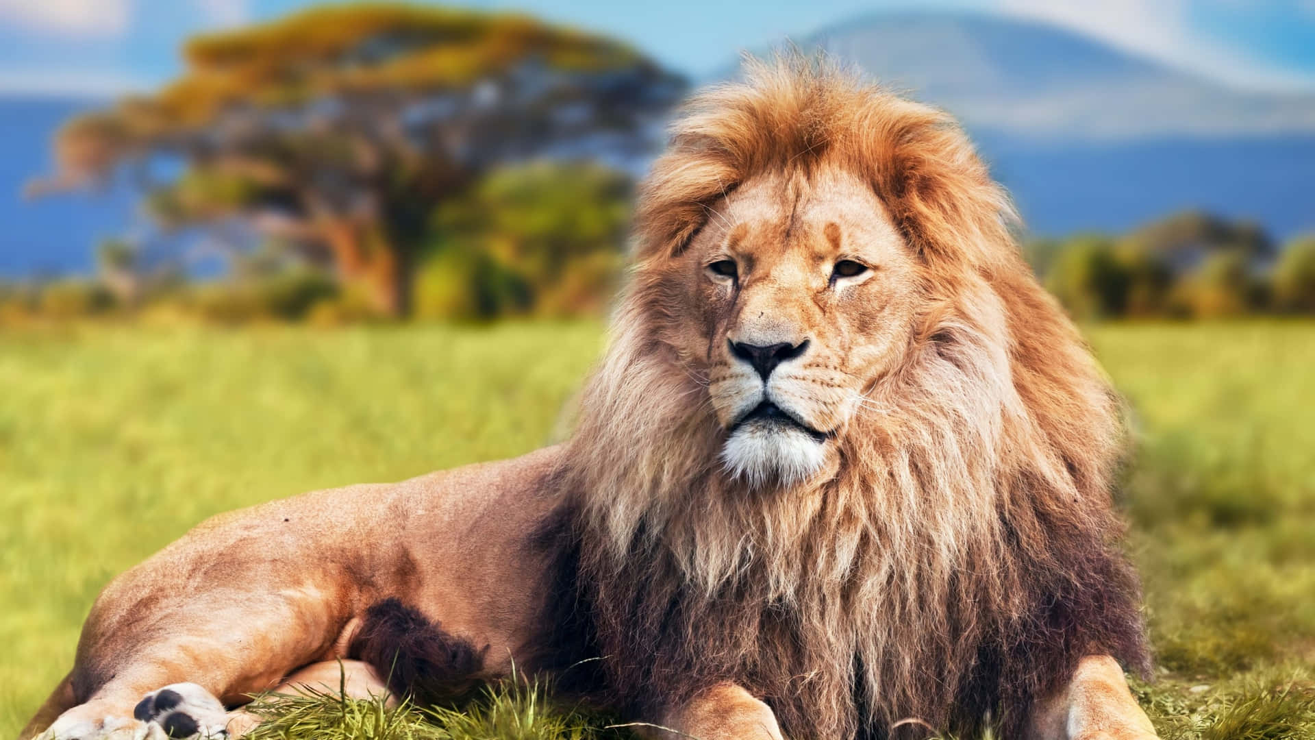 A regal male lion on a grassy hill