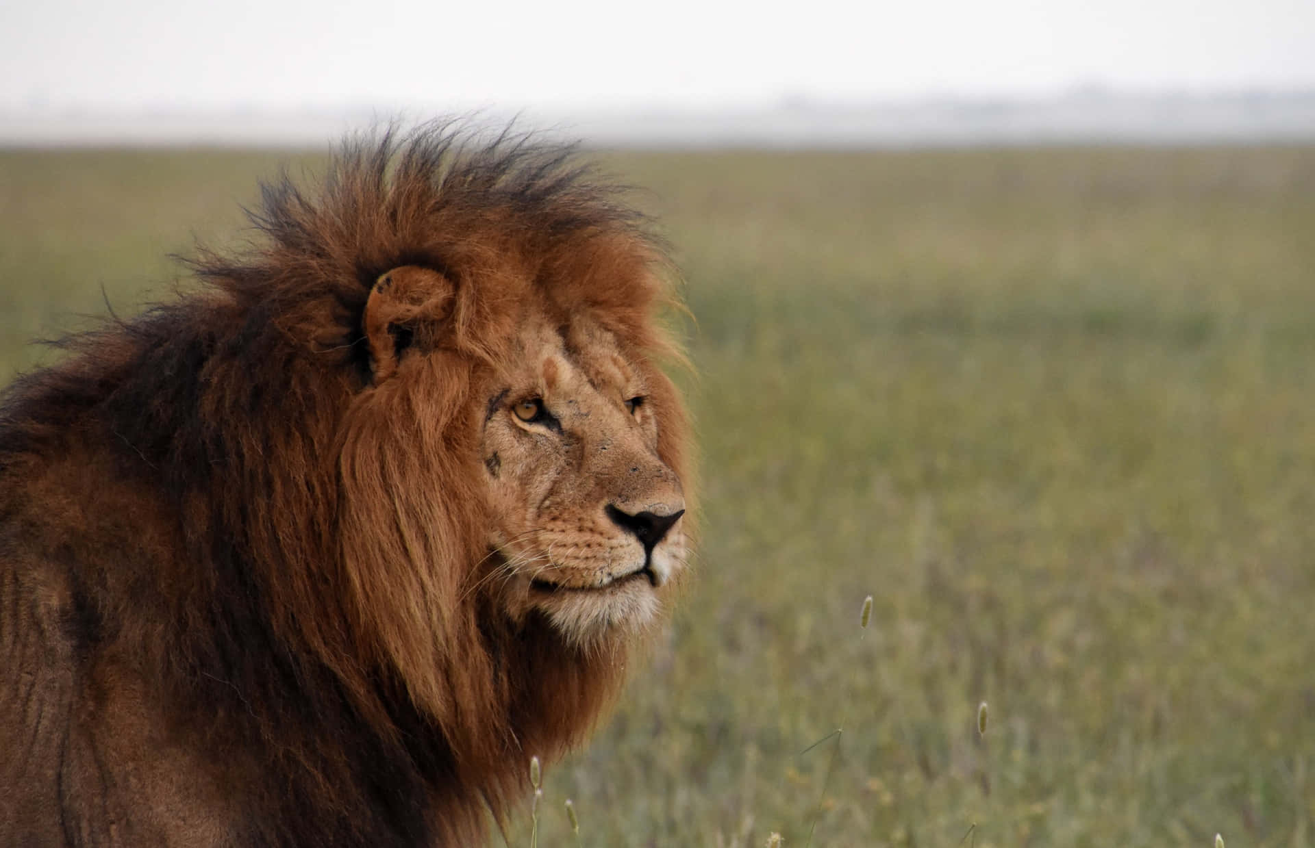 Fierce yet Majestic - A Lion roams the African Savannah