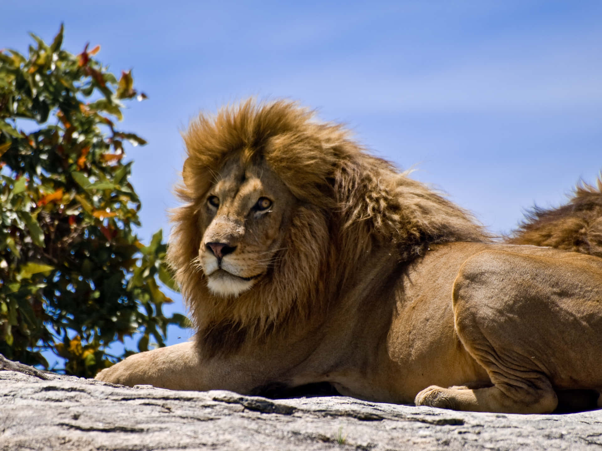 "A majestic Lion"