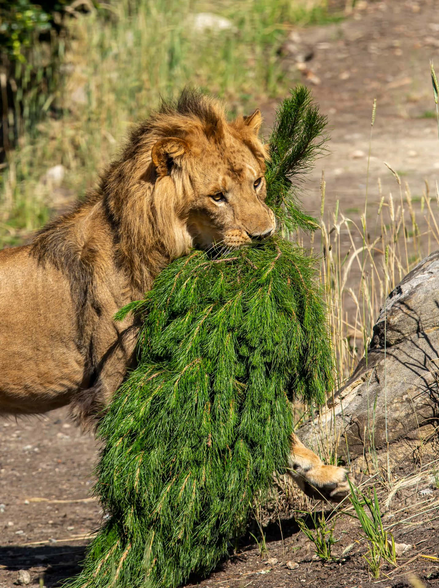 Lion Playing With Tree Branch_ Taronga Zoo Sydney Wallpaper