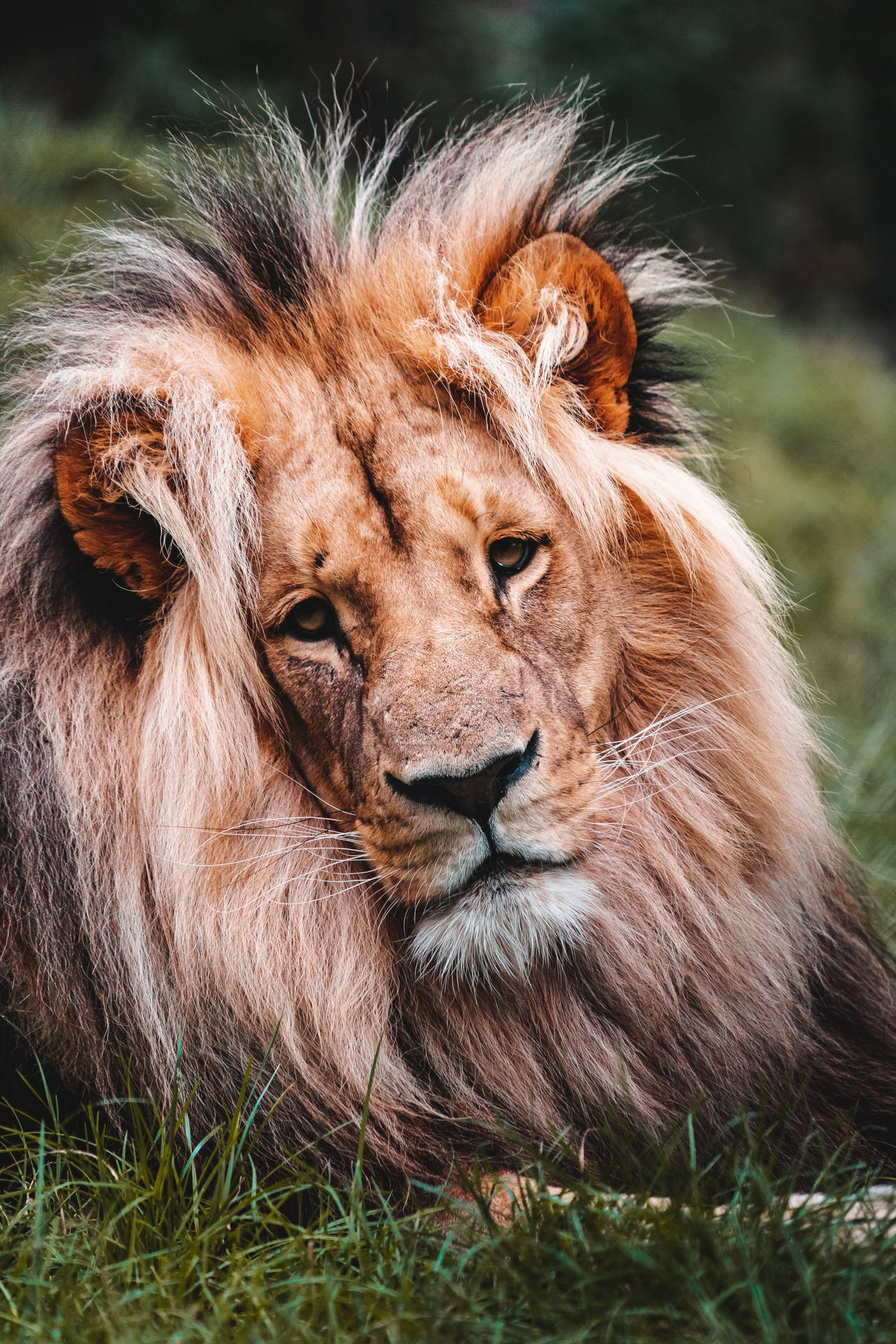 Löwenporträtbeeindruckendes Tier Wallpaper