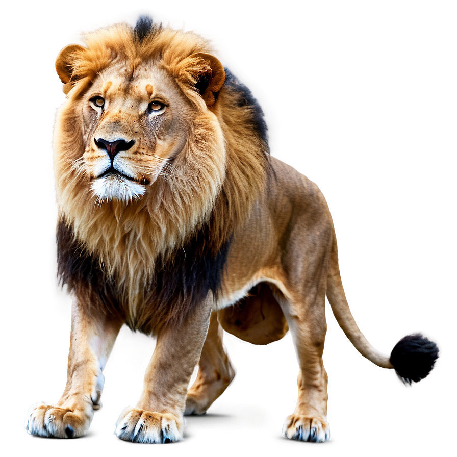 Lion Pride Leadership Png 18 PNG