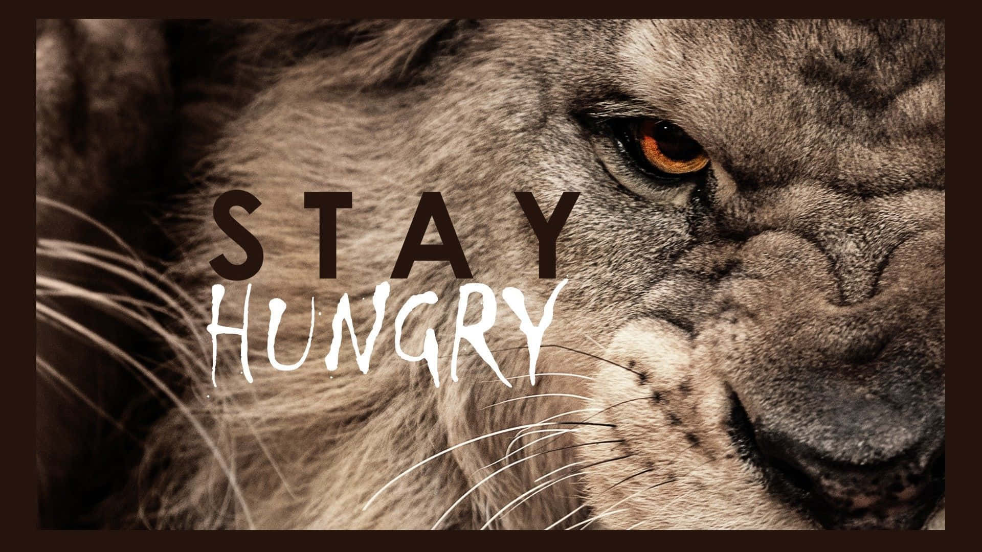 Image  “Life is full of challenges, so put on your brave face and face them like a lion.” Wallpaper